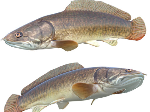 Bowfin Amia calva 1 Modelo 3D