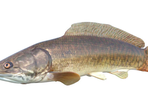 Bowfin Amia calva 1 3D Model