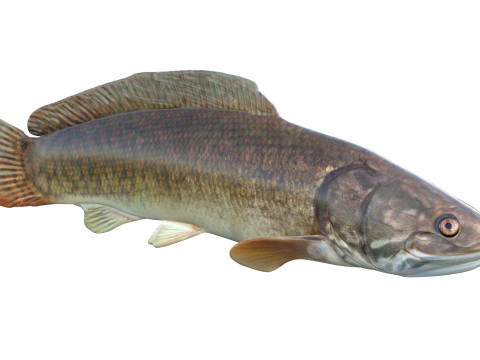 Bowfin Amia calva 1 Modelo 3D
