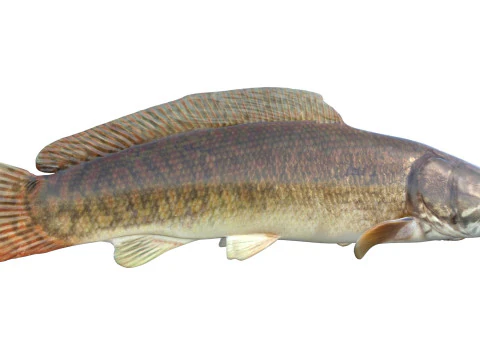 Bowfin Amia calva 1 3D Model