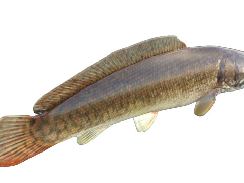 Bowfin Amia calva 1 Modelo 3D