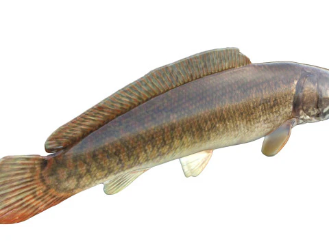 Bowfin Amia calva 1 3D Model