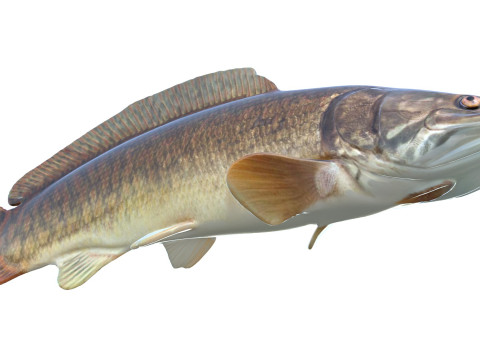 Bowfin Amia calva 1 Modelo 3D