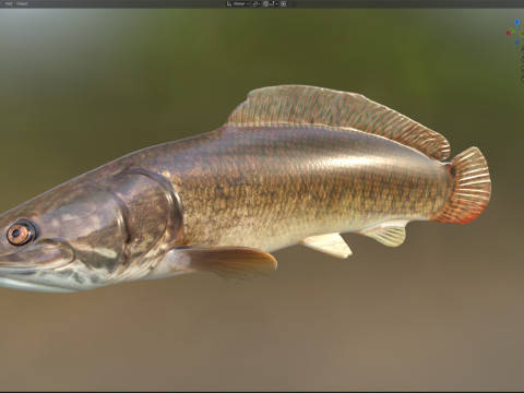 Bowfin Amia calva 1 Modelo 3D