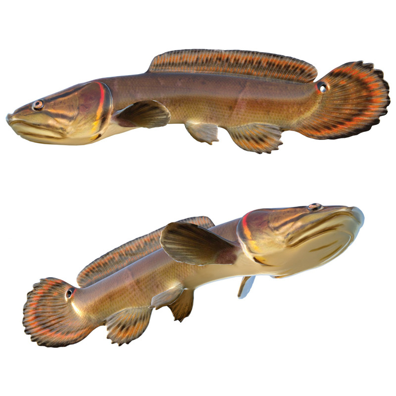 Sirip busur Amia calva 2 Model 3D .c4d .max .obj .3ds .fbx .stl .blend 