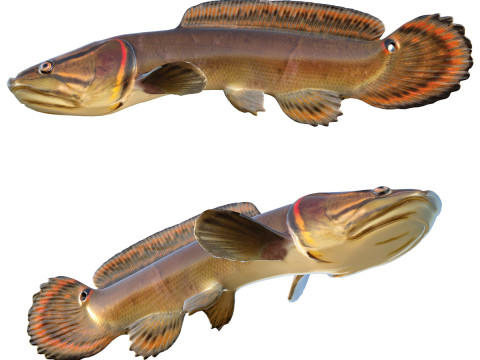 Bowfin Amia calva 2 Modèle 3D