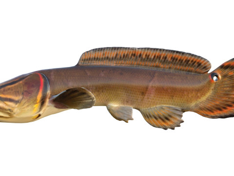 Sirip busur Amia calva 2 Model 3D