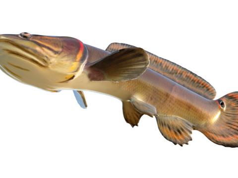 Sirip busur Amia calva 2 Model 3D