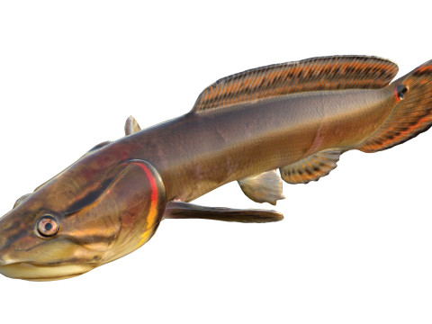 Sirip busur Amia calva 2 Model 3D