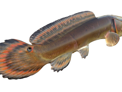 Sirip busur Amia calva 2 Model 3D