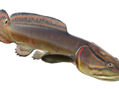 Sirip busur Amia calva 2 Model 3D