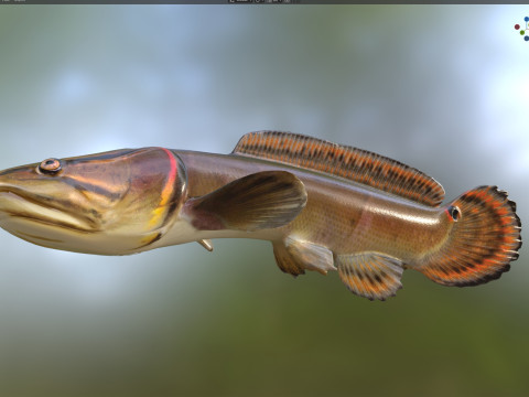 Sirip busur Amia calva 2 Model 3D