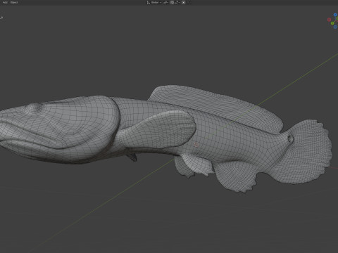 Sirip busur Amia calva 2 Model 3D