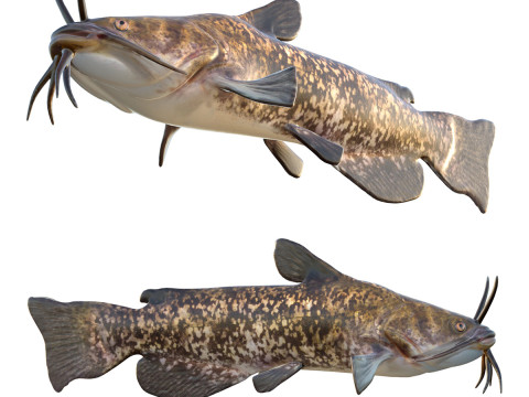 Bruine Bullhead-vis 3D Model