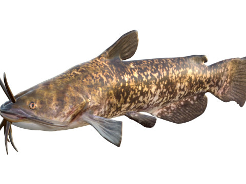 Bruine Bullhead-vis 3D Model