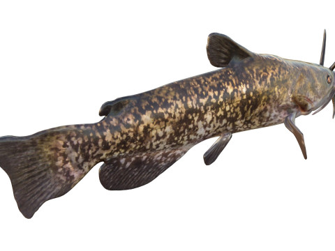 Bruine Bullhead-vis 3D Model