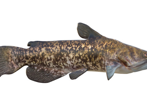 Bruine Bullhead-vis 3D Model