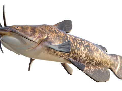Bruine Bullhead-vis 3D Model