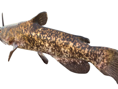Bruine Bullhead-vis 3D Model