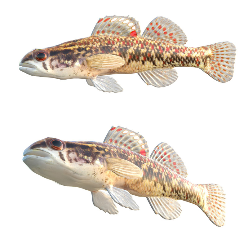 Bruine Darter-vis 3D Model .c4d .max .obj .3ds .fbx .stl .blend 