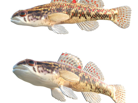 갈색 다터 물고기 3D 모델