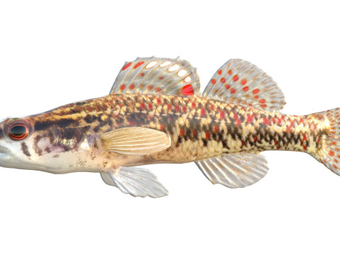 Bruine Darter-vis 3D Model