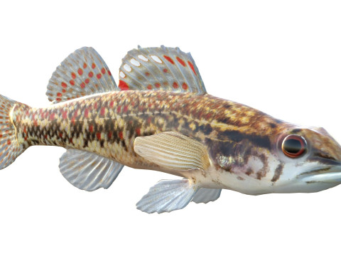 Bruine Darter-vis 3D Model