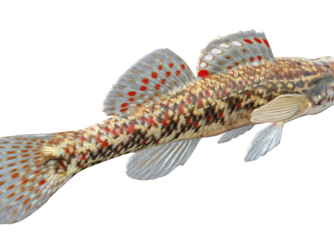 Bruine Darter-vis 3D Model