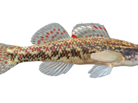 Bruine Darter-vis 3D Model