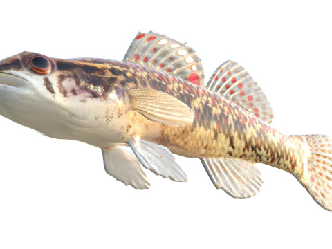 Bruine Darter-vis 3D Model