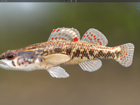 Bruine Darter-vis 3D Model