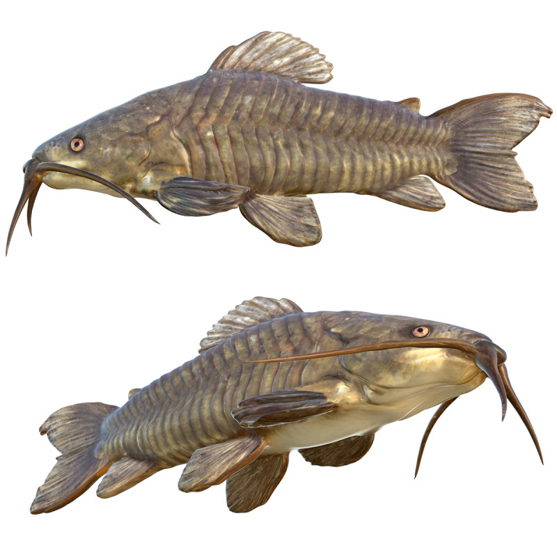 Brązowa ryba Hoplo Model 3D .c4d .max .obj .3ds .fbx .stl .blend 