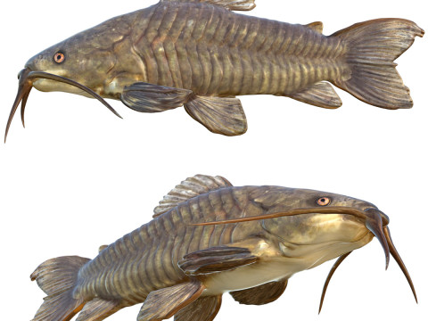Peixe Hoplo Marrom Modelo 3D