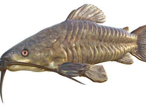 Brązowa ryba Hoplo Model 3D