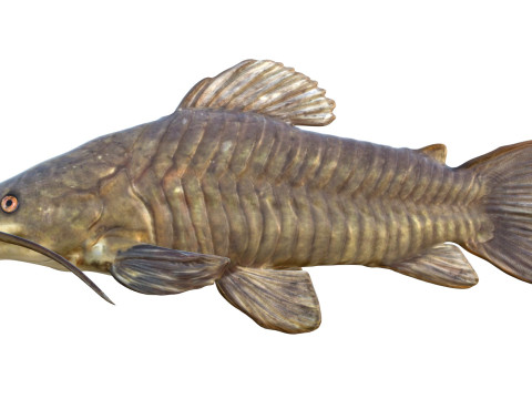 Brązowa ryba Hoplo Model 3D