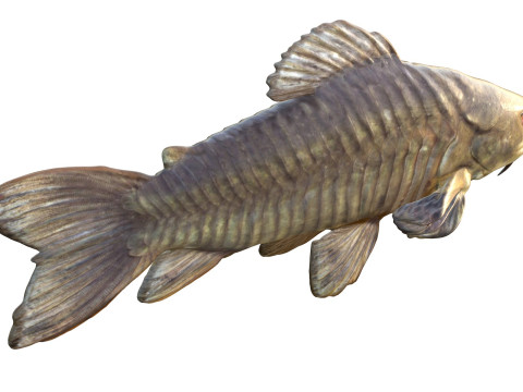 Brązowa ryba Hoplo Model 3D