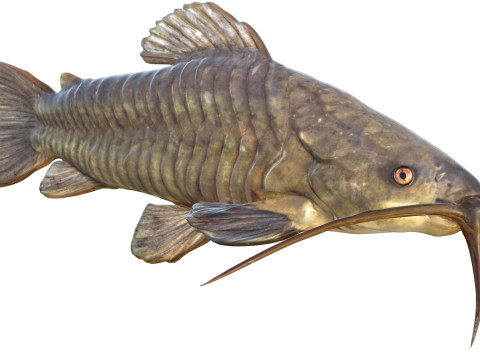 Brązowa ryba Hoplo Model 3D