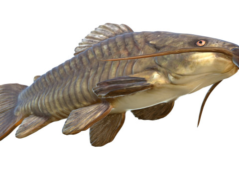 Brązowa ryba Hoplo Model 3D