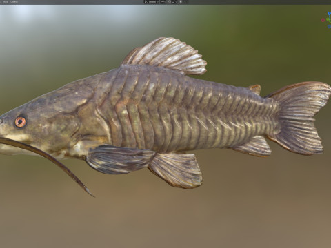 Brązowa ryba Hoplo Model 3D