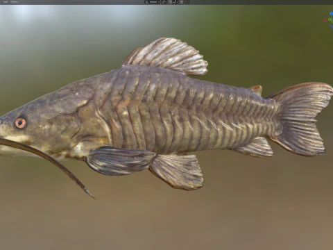 भूरी हॉपलो मछली 3D मॉडल