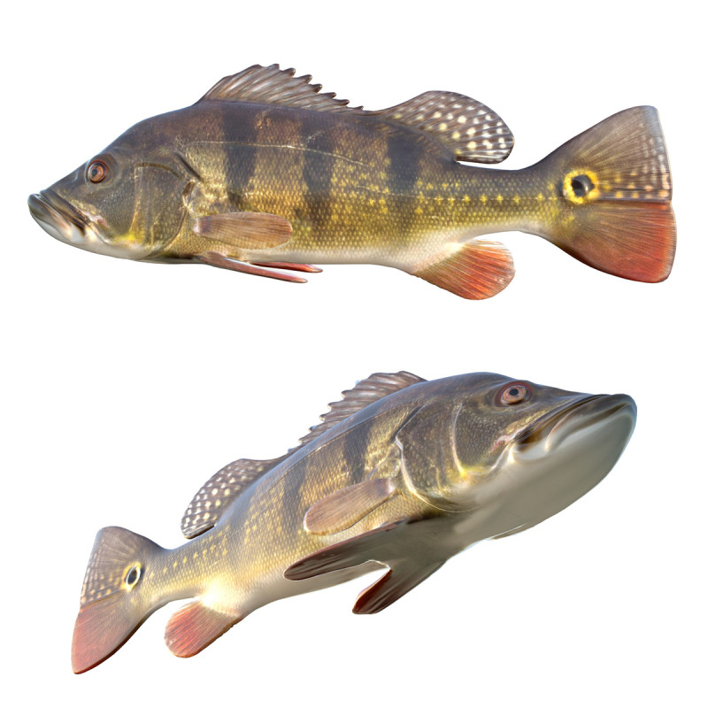 Рыба-бабочка-павлин-бас 3D Модель .c4d .max .obj .3ds .fbx .stl .blend 