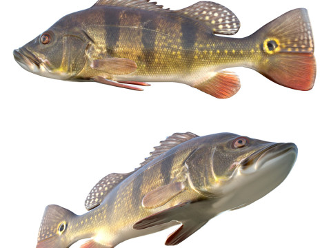 तितली मोर बास मछली 3D मॉडल