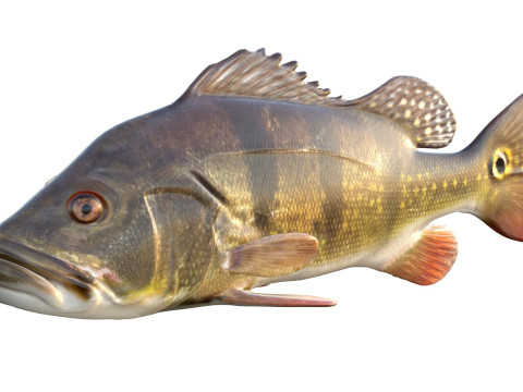 Рыба-бабочка-павлин-бас 3D Модель