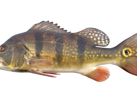 Рыба-бабочка-павлин-бас 3D Модель