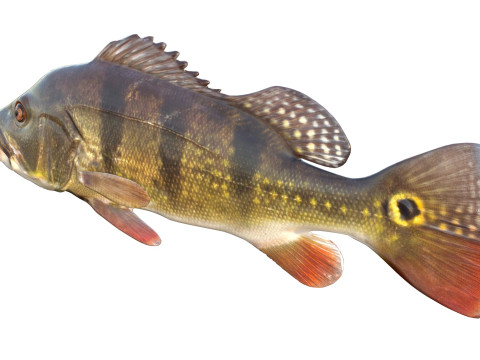 Рыба-бабочка-павлин-бас 3D Модель