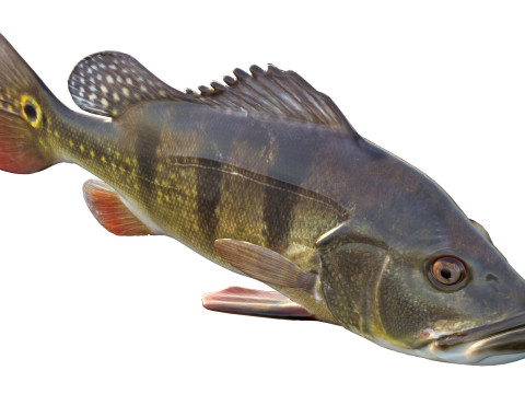 Рыба-бабочка-павлин-бас 3D Модель