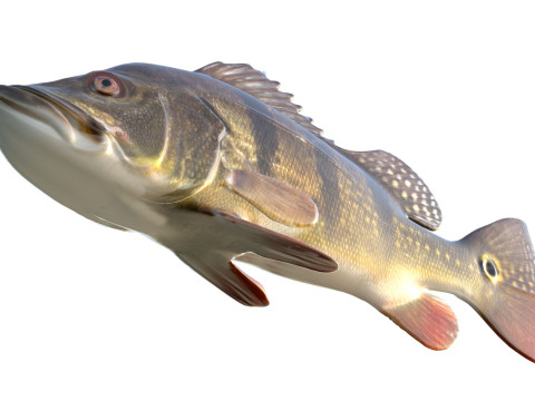 Рыба-бабочка-павлин-бас 3D Модель