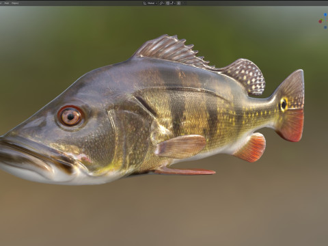 Рыба-бабочка-павлин-бас 3D Модель