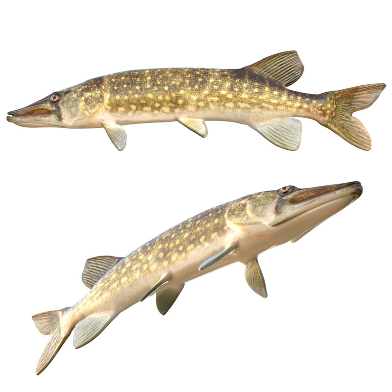Peixe Pickerel de corrente Modelo 3D .c4d .max .obj .3ds .fbx .stl .blend 