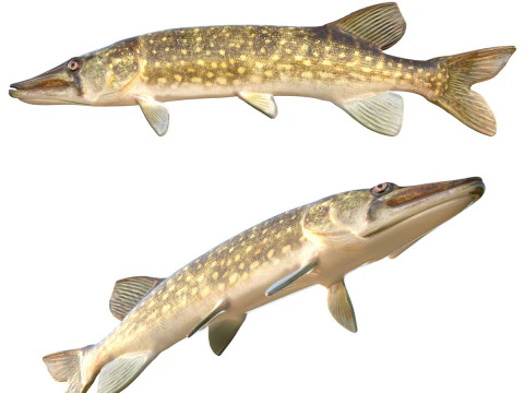 Peixe Pickerel de corrente Modelo 3D
